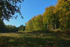 Herbstwald 4