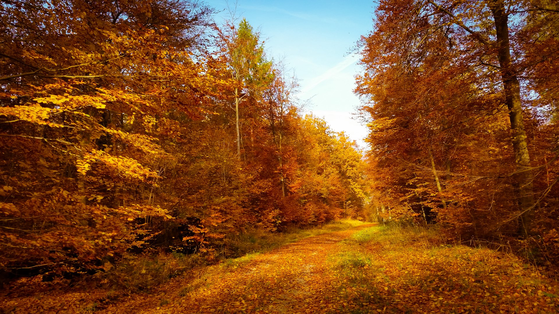 Herbstwald #4