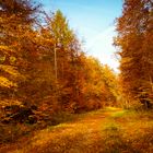 Herbstwald #4