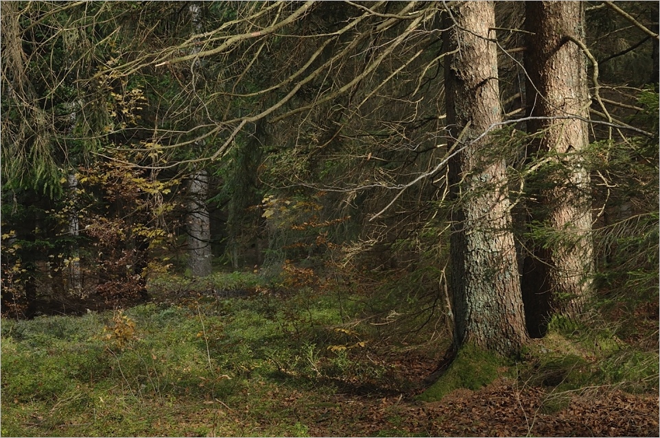 Herbstwald [4]