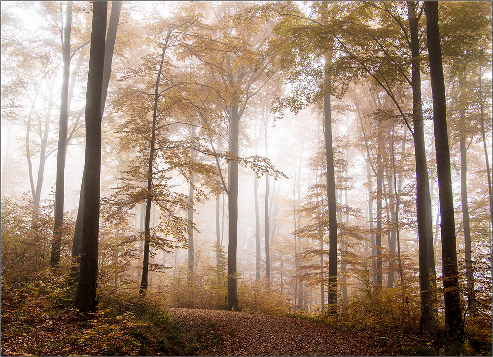 Herbstwald 4