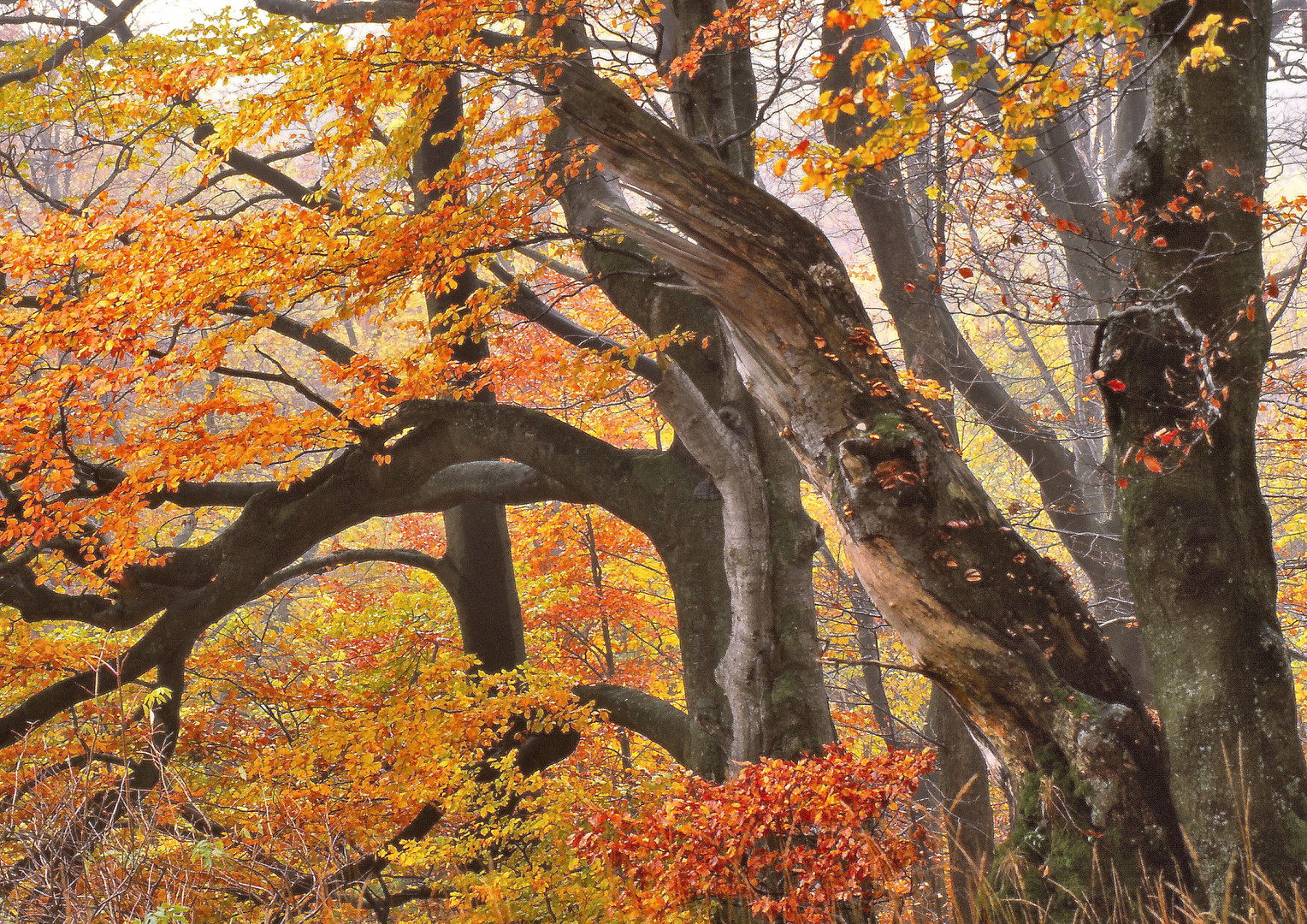 Herbstwald 4