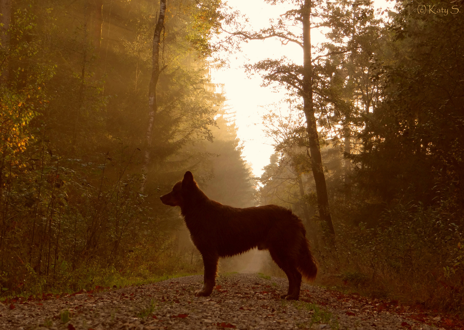 *** Herbstwald ***