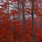 Herbstwald