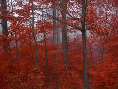 Herbstwald