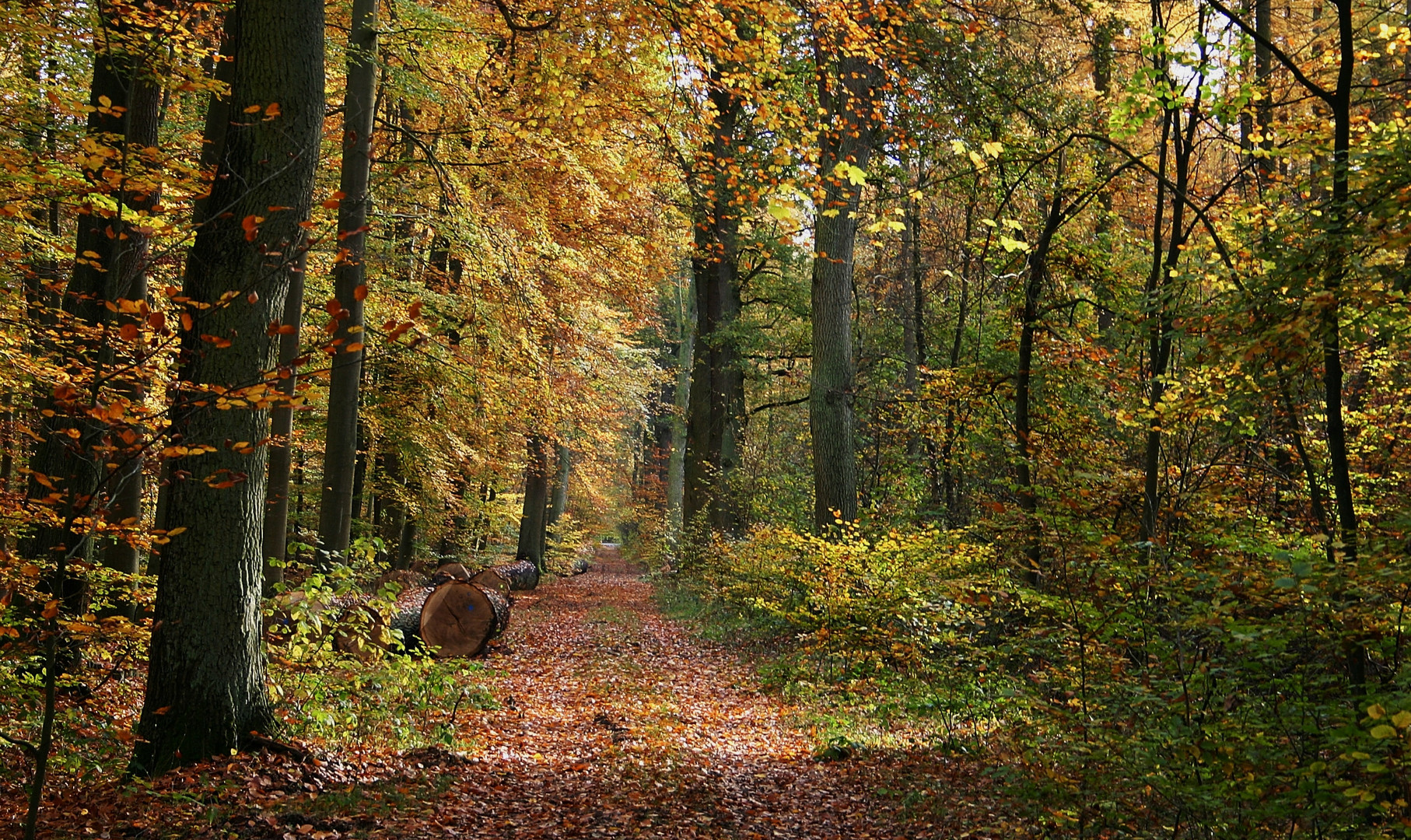 Herbstwald