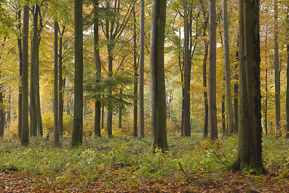 Herbstwald