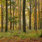 Herbstwald