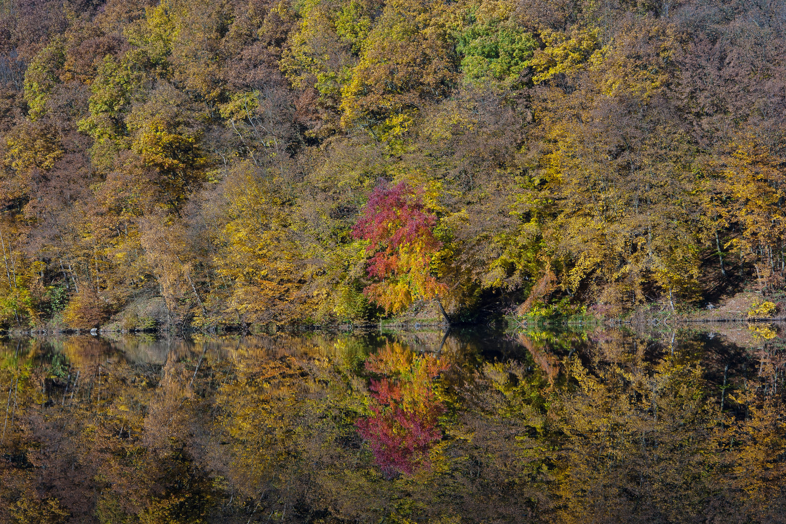 Herbstwald