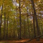 Herbstwald...