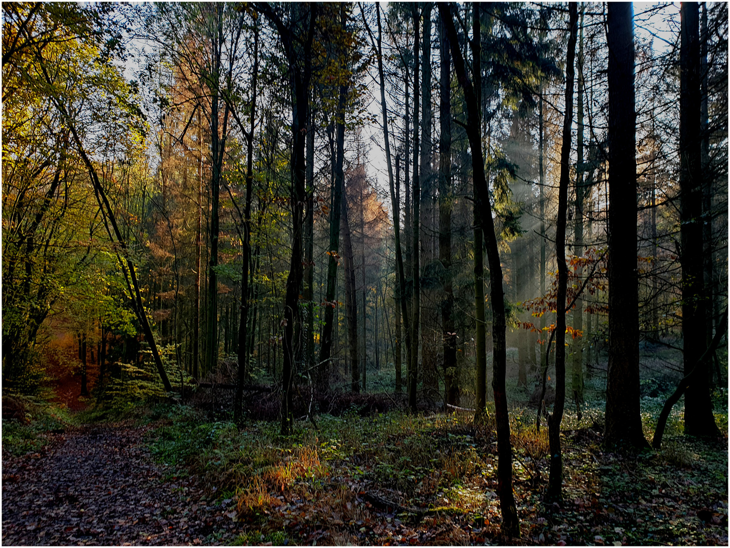 Herbstwald