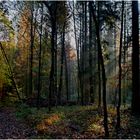 Herbstwald