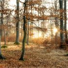 Herbstwald