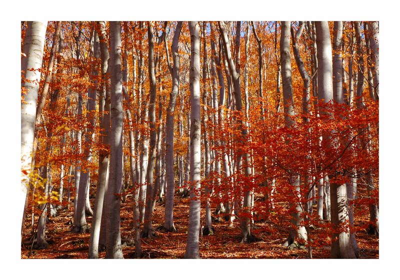 Herbstwald