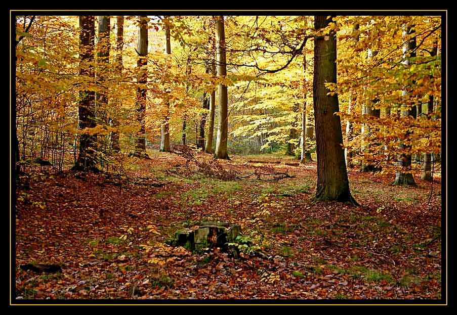 Herbstwald