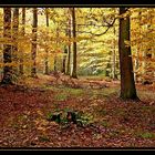 Herbstwald