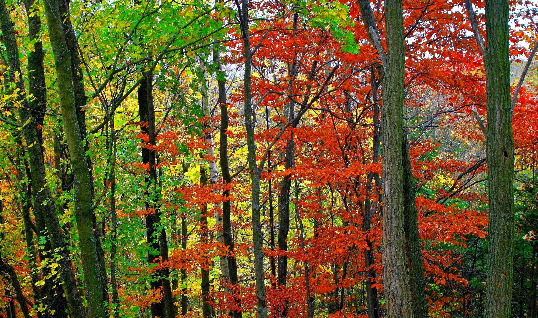 herbstwald