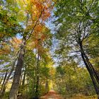 Herbstwald