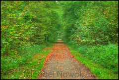 Herbstwald