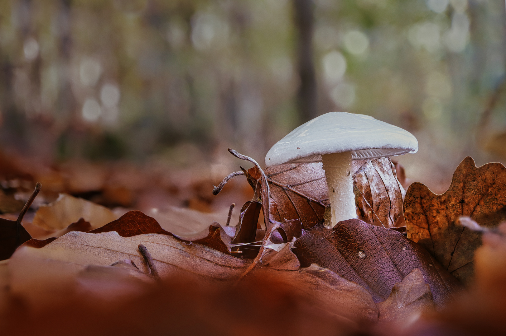 Herbstwald