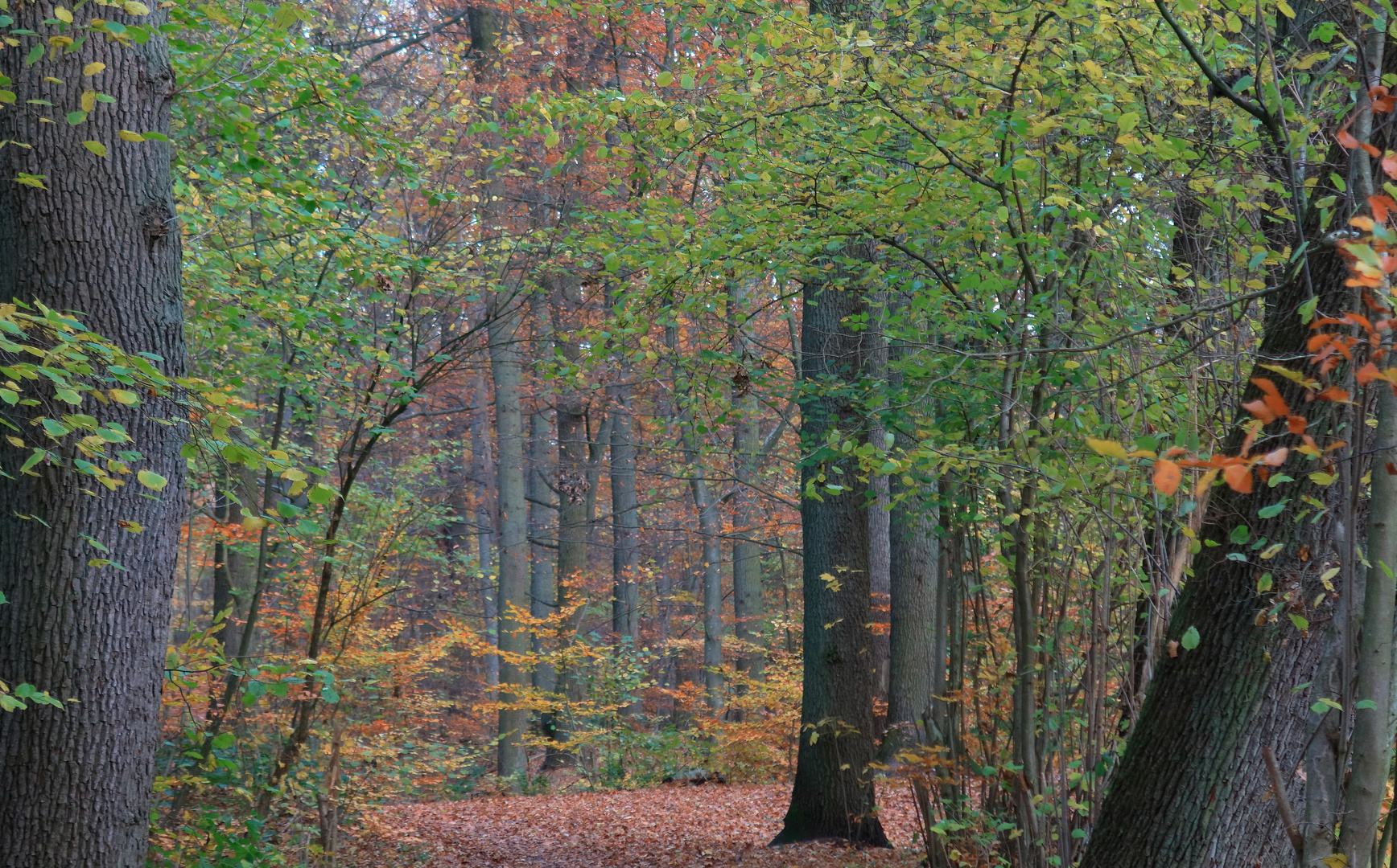 Herbstwald