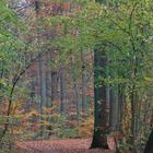 Herbstwald