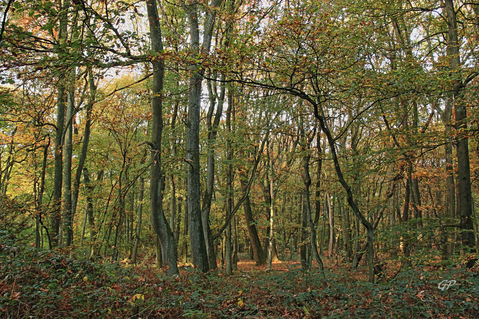 Herbstwald