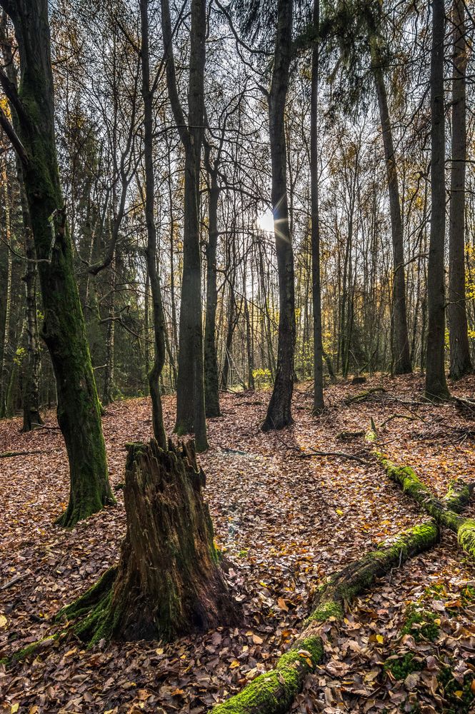 Herbstwald