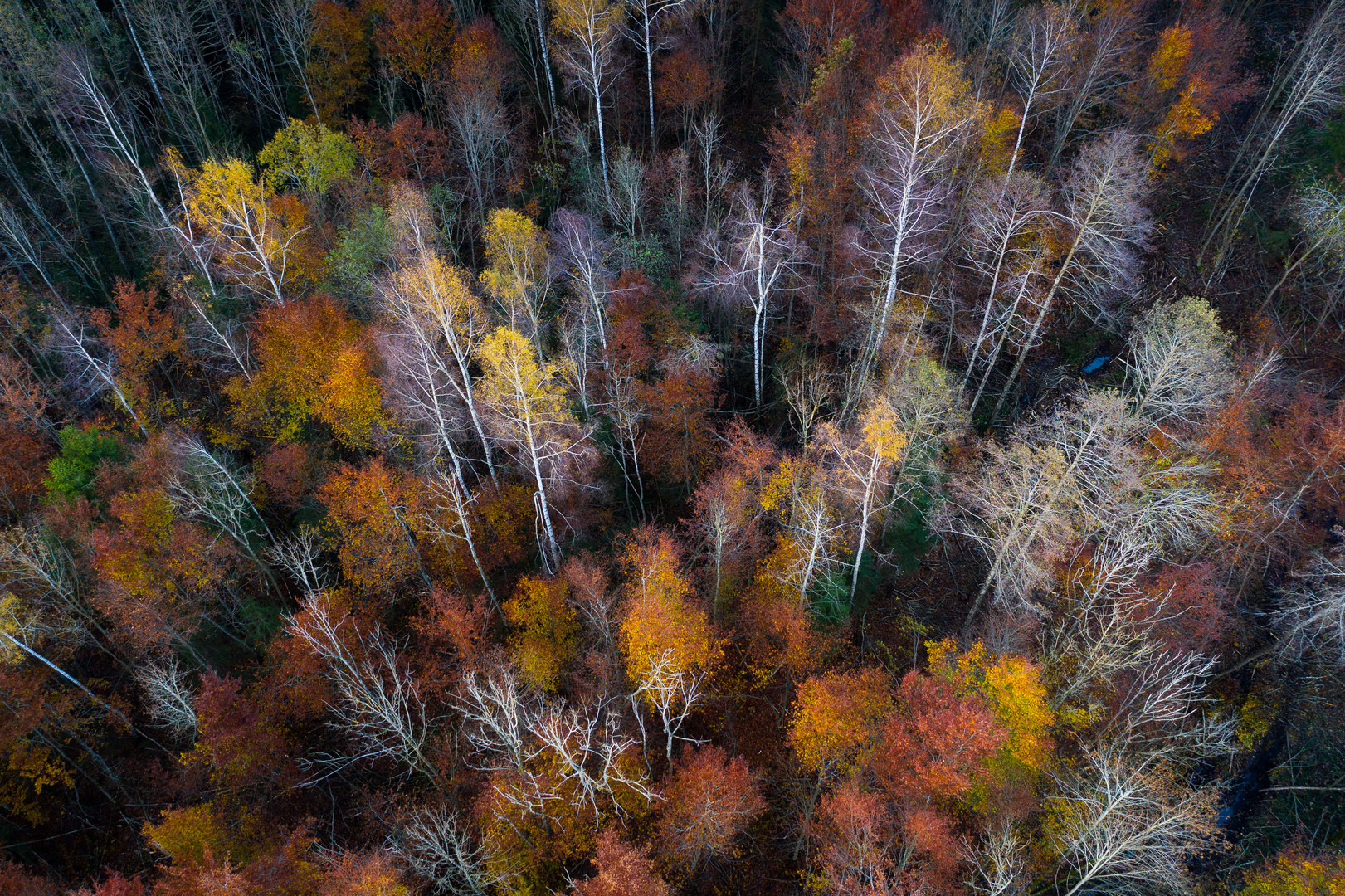 Herbstwald