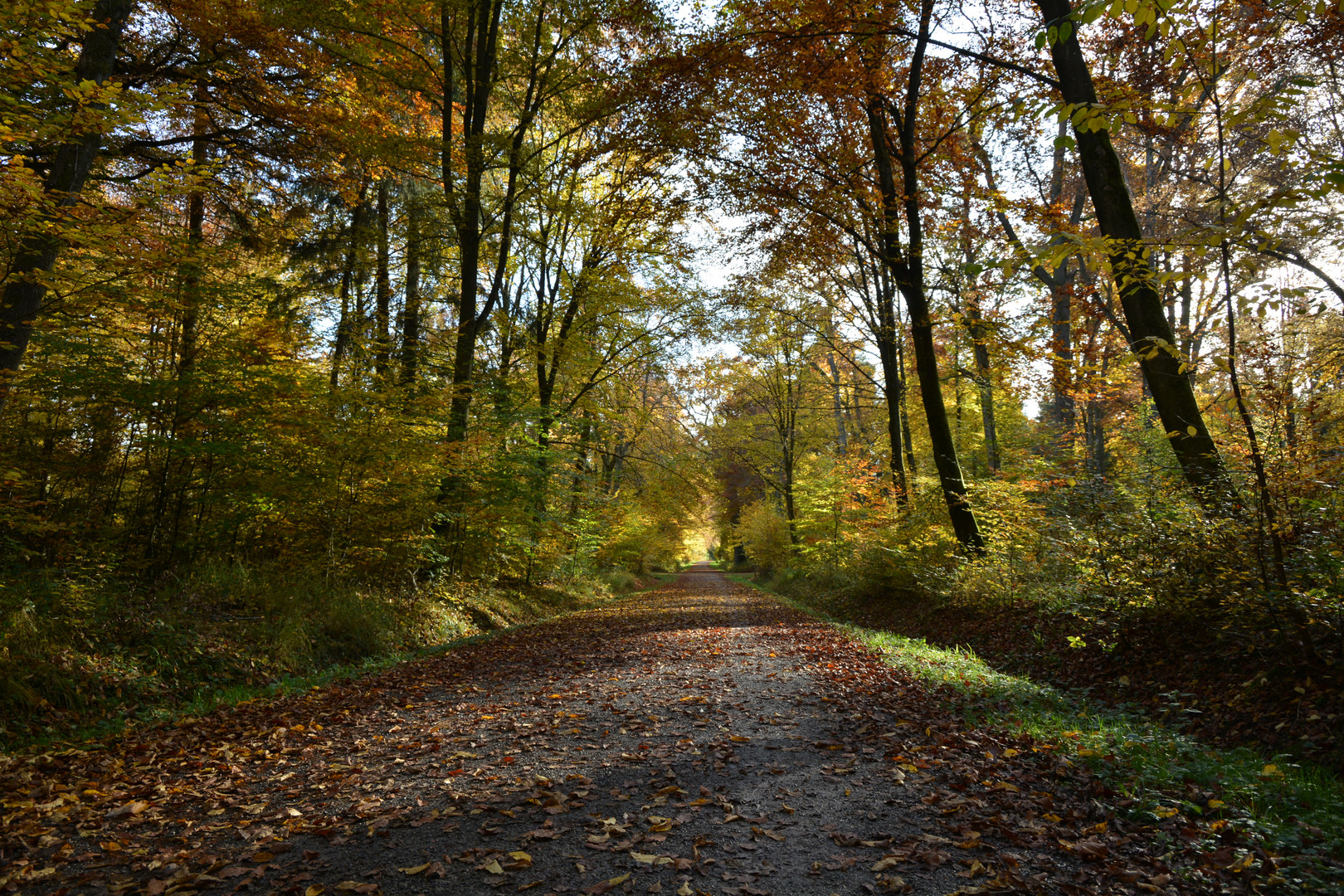 Herbstwald