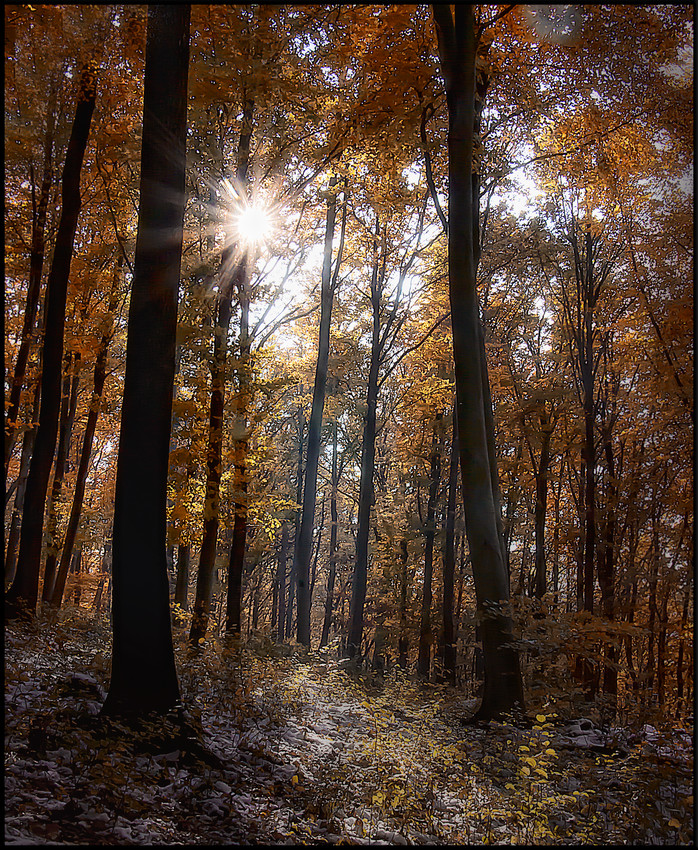 Herbstwald