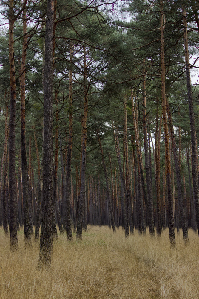 Herbstwald