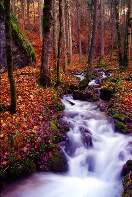 Herbstwald