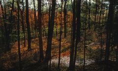 Herbstwald