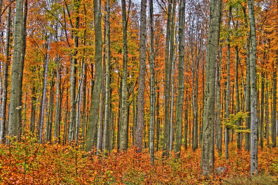 Herbstwald