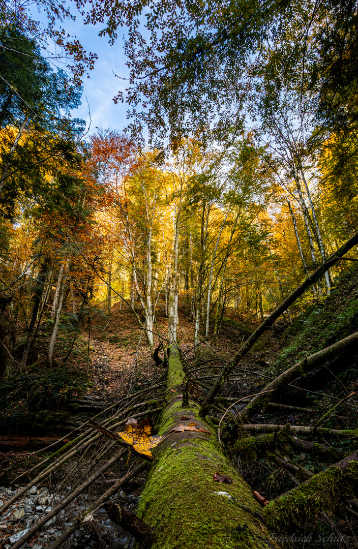 Herbstwald