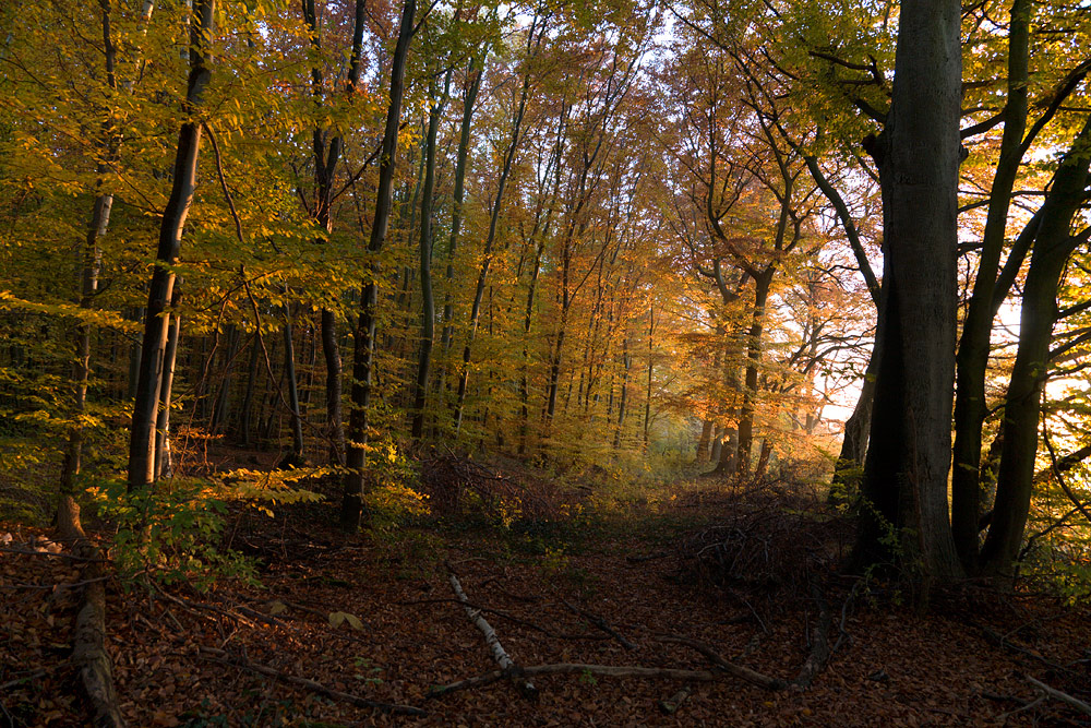 Herbstwald