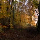 Herbstwald