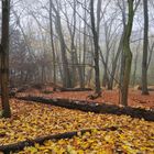 Herbstwald