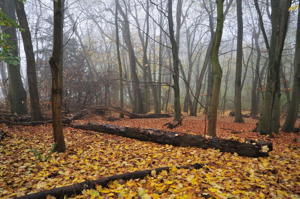 Herbstwald