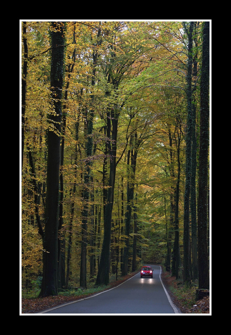 Herbstwald