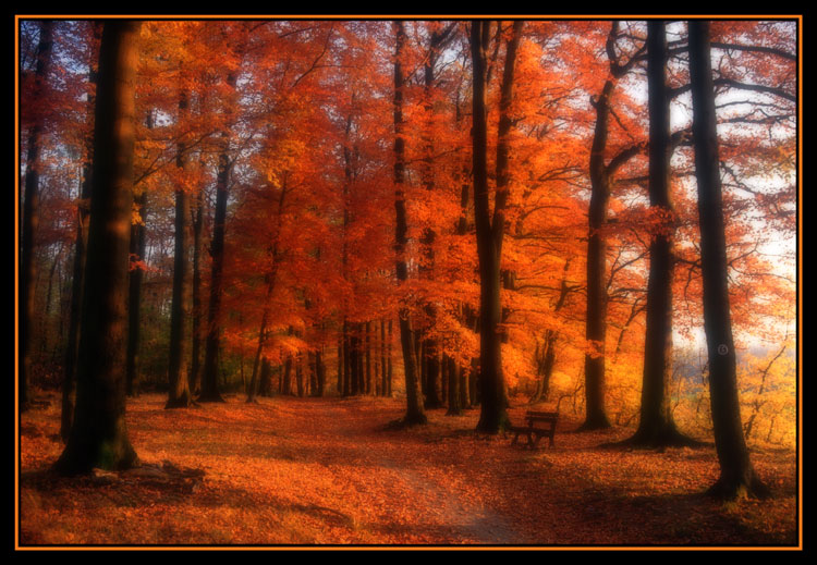 Herbstwald