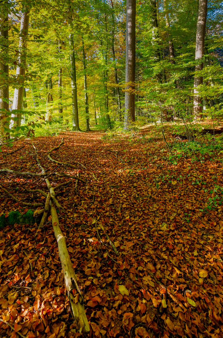 Herbstwald