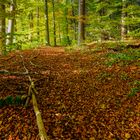 Herbstwald