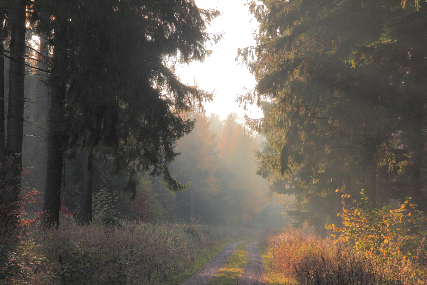 Herbstwald