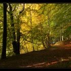 Herbstwald....