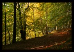 Herbstwald....