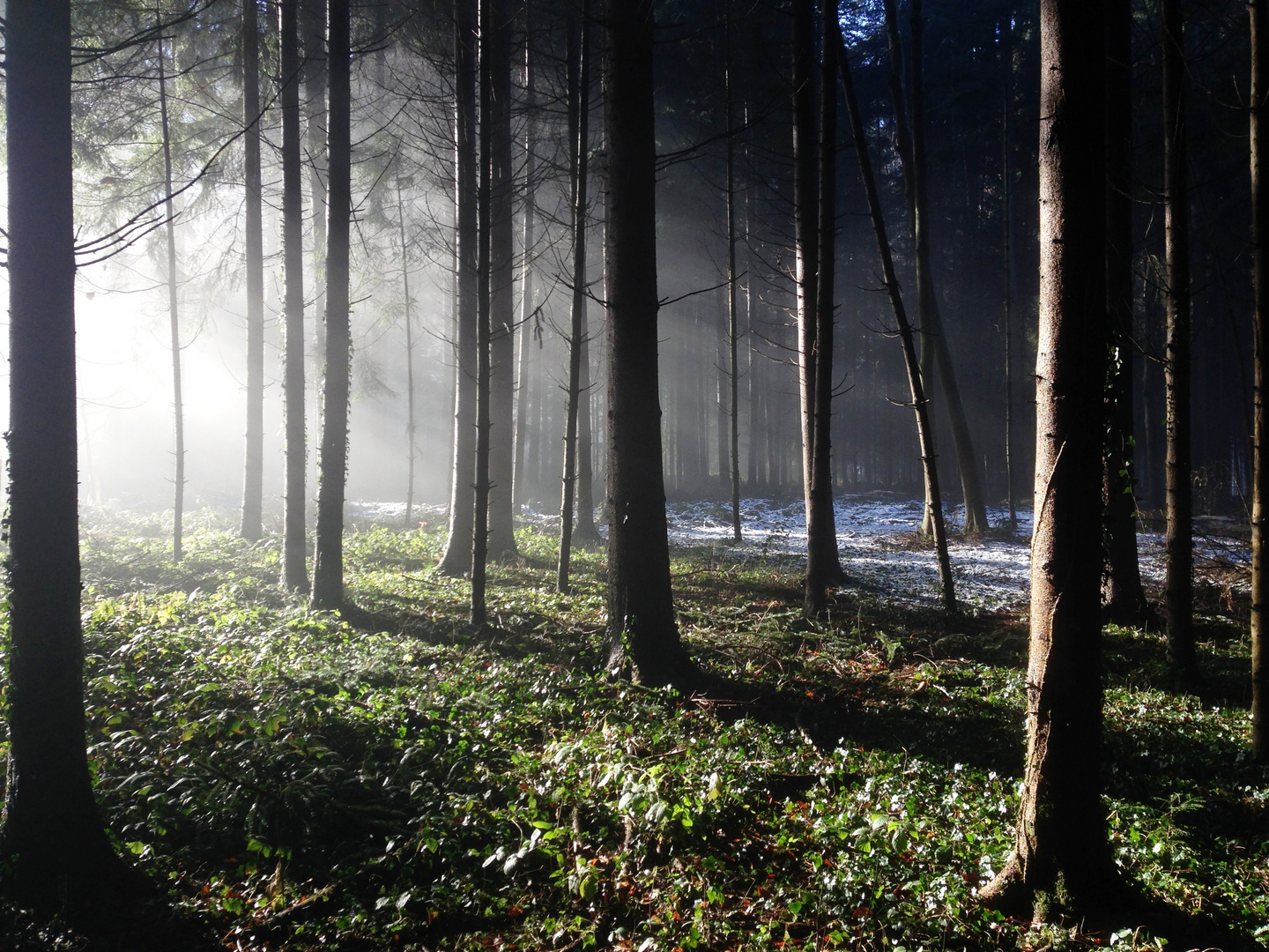 Herbstwald