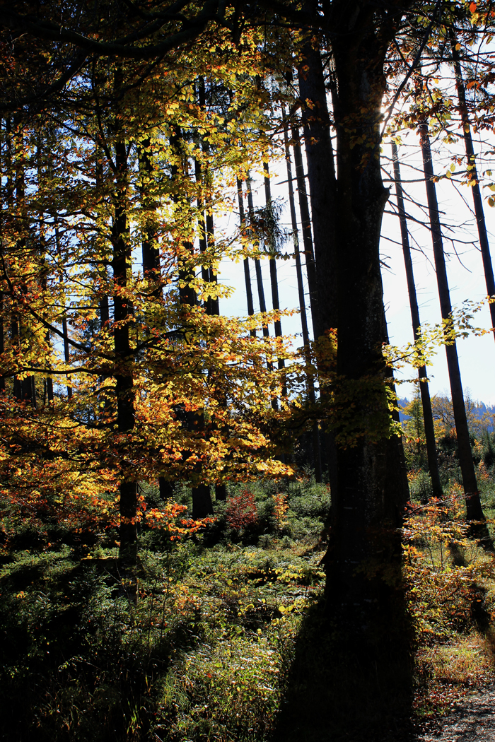 Herbstwald