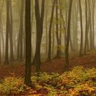 Herbstwald